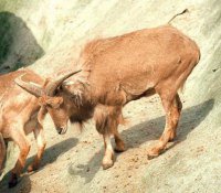  Lervia Ibex